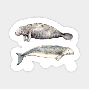 Sea cows: manatee and dugong Magnet