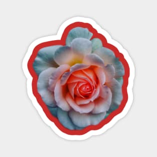 Favorite Rose Magnet