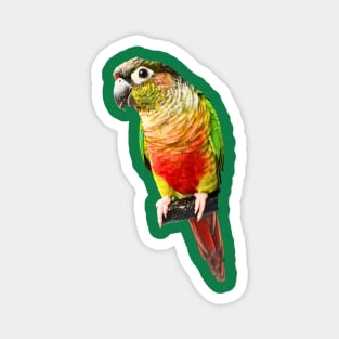 Conure Parrot Bird design | Green cheek | Love for birds Magnet