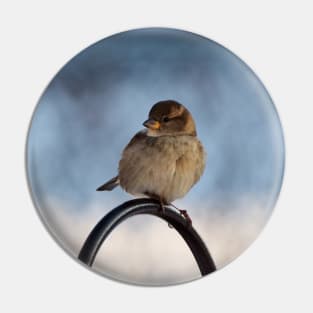 Winter Female House Sparrow Pin