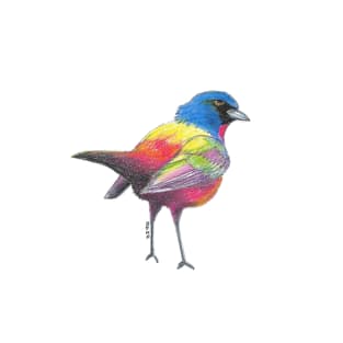 Colorful Bird T-Shirt