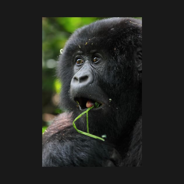 Surprised at Lunch!! Juvenile Mountain Gorilla. by Carole-Anne