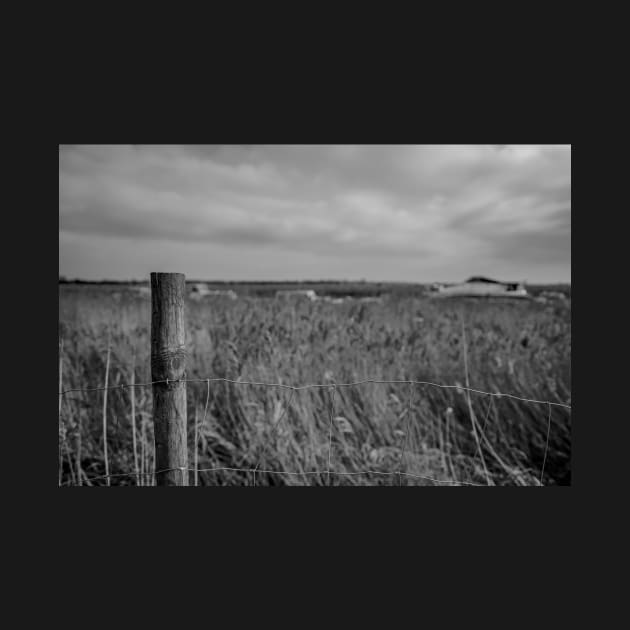 A view across the reed bed in the Norfolk village of Acle by yackers1