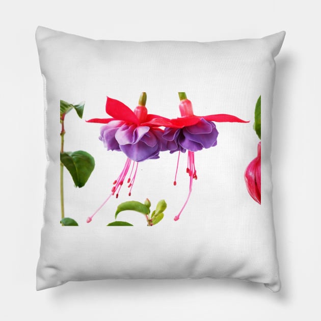 Fuchsia Pillow by chrisburrows