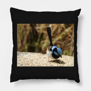 Superb Fairy Wren in Norton Summit Pillow