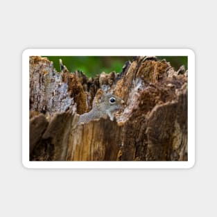 Red Squirrel Magnet