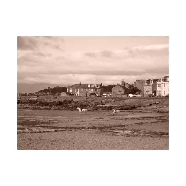 Shoreline with Horses, Millport in Scotland. West coast, off Isle of Cumbrae by grantwilson