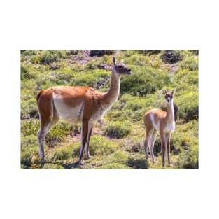 Guanaco near Torres der Paine - Chile T-Shirt