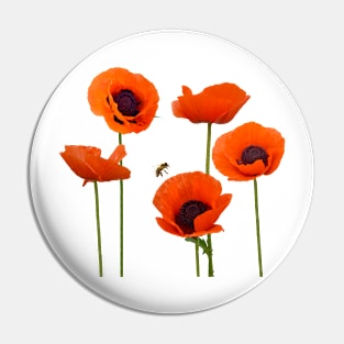 Orange Poppies Honey Bee Photo Art from Award Winning Pin