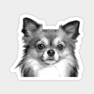 Black and White Chihuahua Magnet