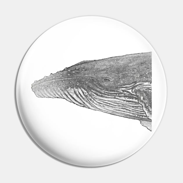 Humpback whale portrait for whale lovers Pin by chloeyzoard