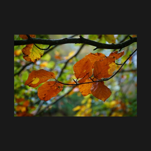 Colorful Autumn Leaves on Tree Branch by Harmony-Mind