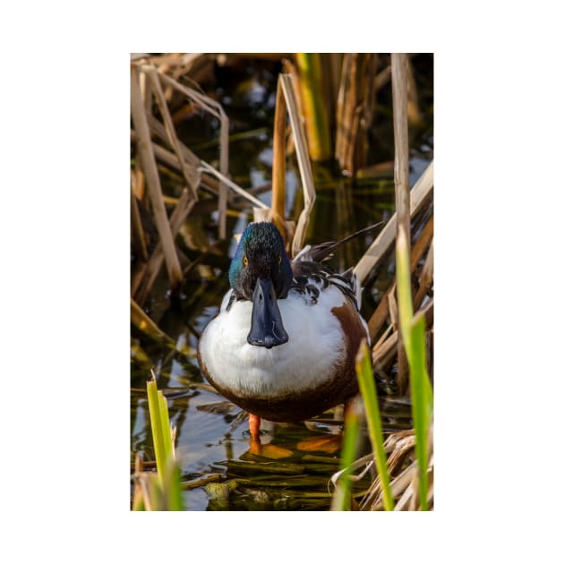 Male Northern Shoveler In The Reeds by Debra Martz