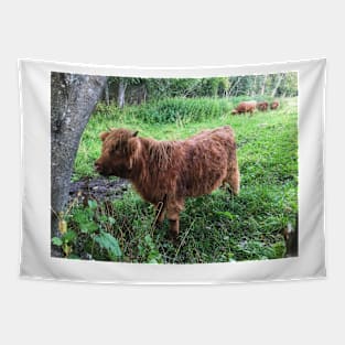 Scottish Highland Cattle Calf 2076 Tapestry