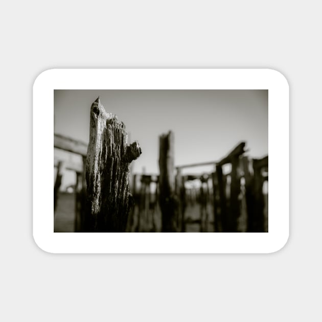 Weathered old wharf poles with blurry background in monochrome,  imagine this image on a t-shirt or as a fine art canvas or framed print on your wall Magnet by brians101