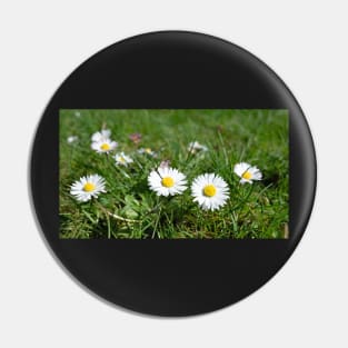 Oxeye Daisy Flower with grass background Pin