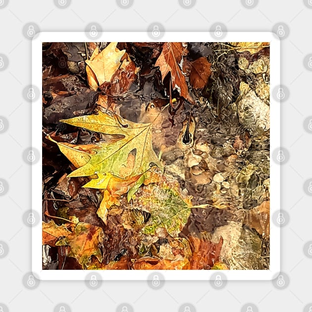 Fallen leaves floating in the river, 1, (Set of 3), fall, autumn, xmas, holiday, nature, forest, trees, winter, color, flowers, orange, art, botanical, leaves, leaf, floral, wet, rain, water, holidays, digital, spring, aqua, graphic-design, Magnet by PrintedDreams