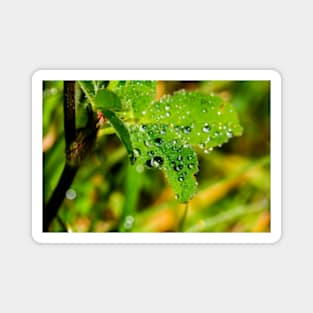 Raindrops on a wild rose leaf Magnet