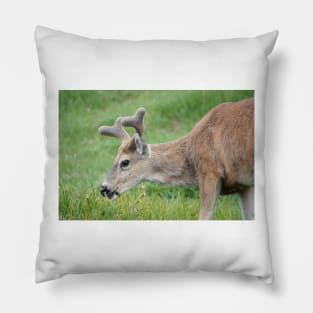 Black-tailed deer Pillow