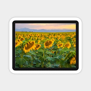 Sunflowers Magnet