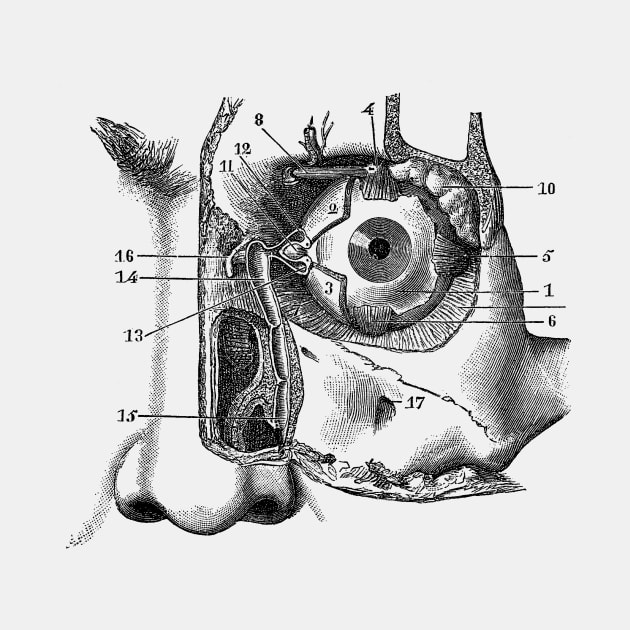 Human Eye and Tear Duct Diagram - Vintage Anatomy by Vintage Anatomy Prints