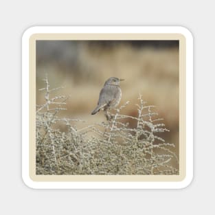 wild, birds, sage thrasher, wildlife, gifts Magnet