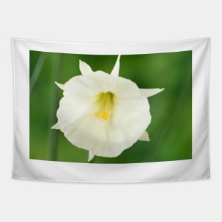 Narcissus cantabricus  White hoop petticoat daffodil  Div  13 Species Tapestry