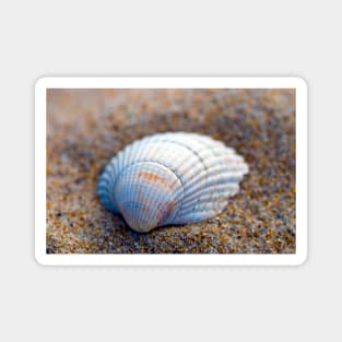 Seashell Magnet