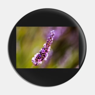 Phenomenal lavender close-up Pin