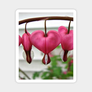 Bleeding Hearts Magnet