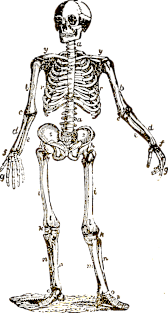 Anatomy Skeleton Magnet