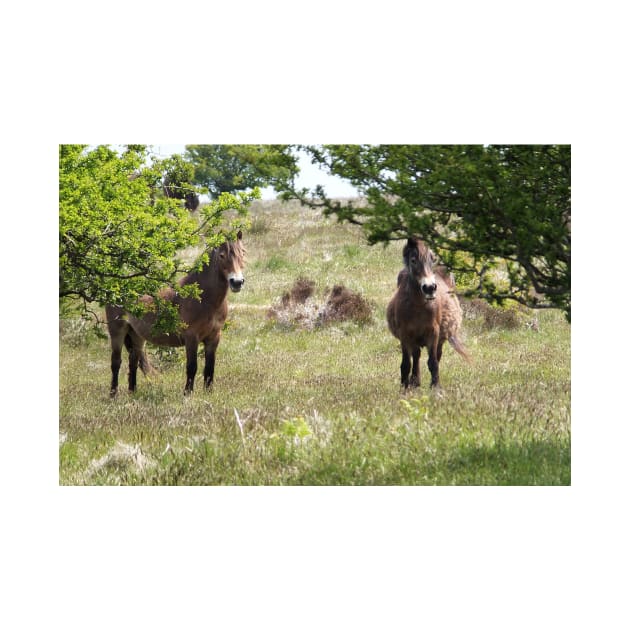 Exmoor Ponies by pinkal