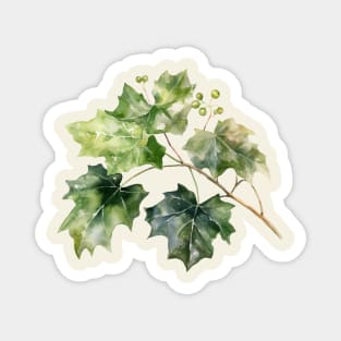 Beautiful Ivy Leaves Magnet