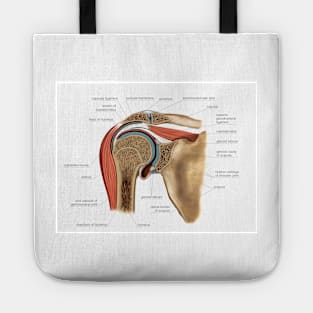 Shoulder joint, artwork (C021/1199) Tote