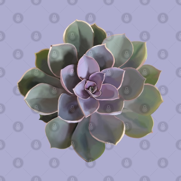 Echeveria // Perle Von Nurnberg V1 by Velvet Earth