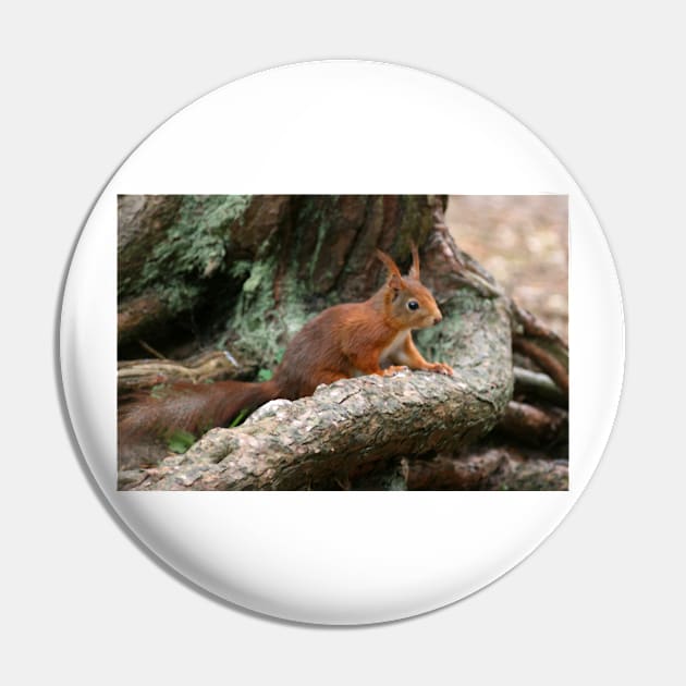 Red Squirrel, May 2019 Pin by RedHillDigital