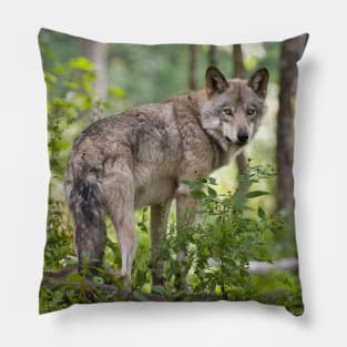 Gray Wolf Pillow