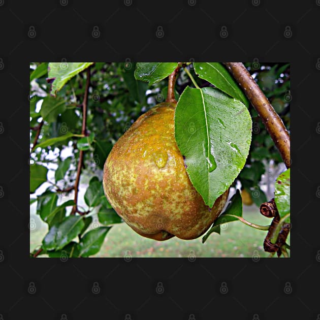 Pear & Raindrops Autumn Fruit Tree Photograph, Beautiful Nature Fall Art by tamdevo1