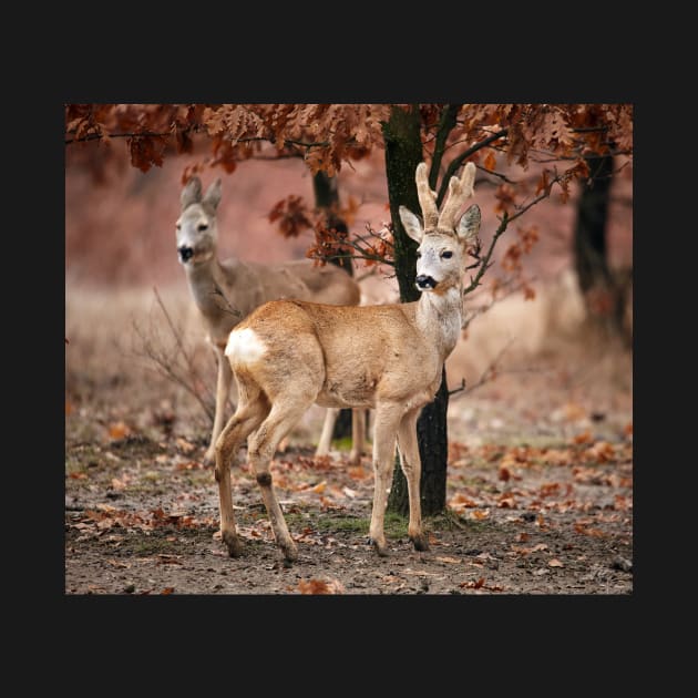 Roe deer family by naturalis