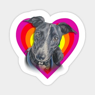 Beautiful whippet in a rainbow heart! Magnet