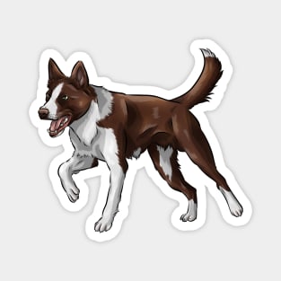 Smooth Coated Border Collie Dog | Chocolate and White Magnet