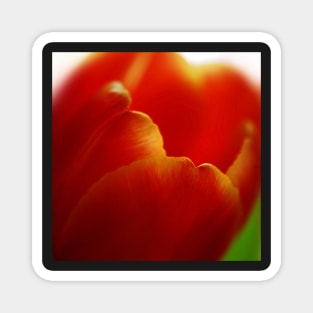 Macro of a Red Tulip in beautiful spring light Magnet