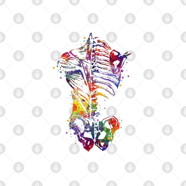 Human Back Bones Watercolor Anatomy by LotusGifts