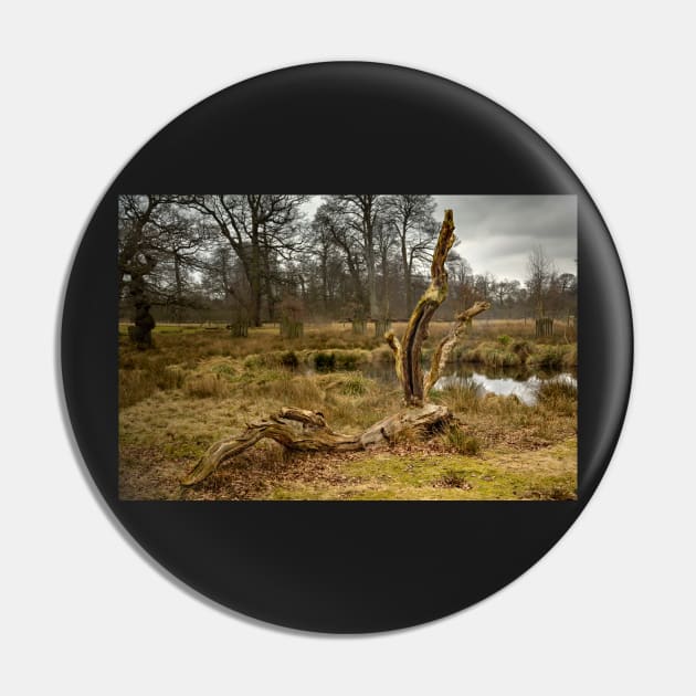 Dunham Massey - A dead tree Pin by jasminewang