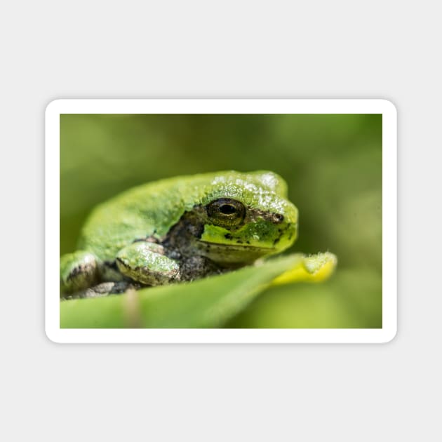 Gray Tree Frog Magnet by jaydee1400