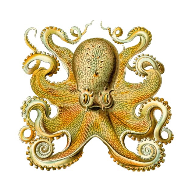 Giant Octopus by Ernst Haeckel by MasterpieceCafe