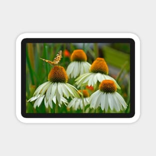 White Swan Echinacea with Butterfly Magnet