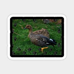 Upland Goose Magnet