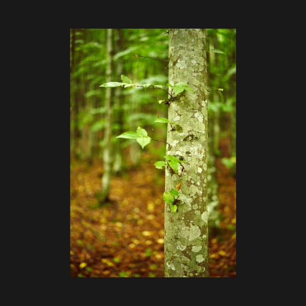 Hornbeam forest on summer by naturalis