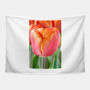 Tulipa  &#39;Brown Sugar&#39;   Triumph Group  Tulip Tapestry